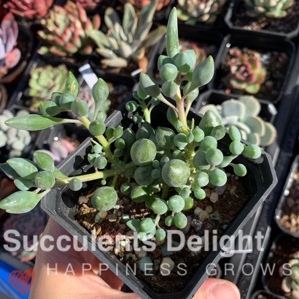 Senecio Citriformis 锦上珠