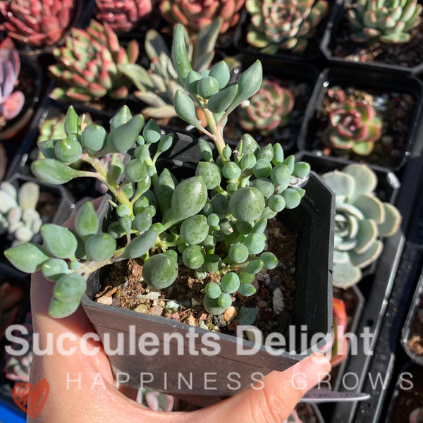 Senecio Citriformis 锦上珠