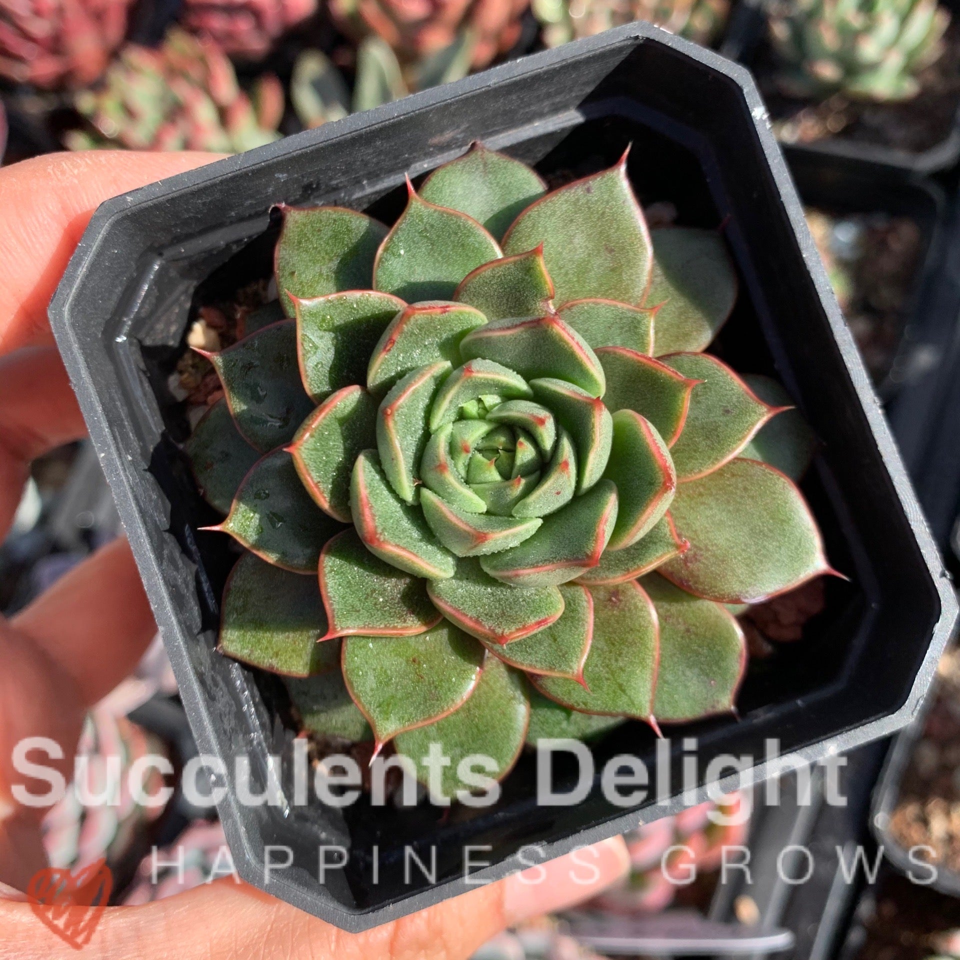 Echeveria Cat's Eye 猫眼石