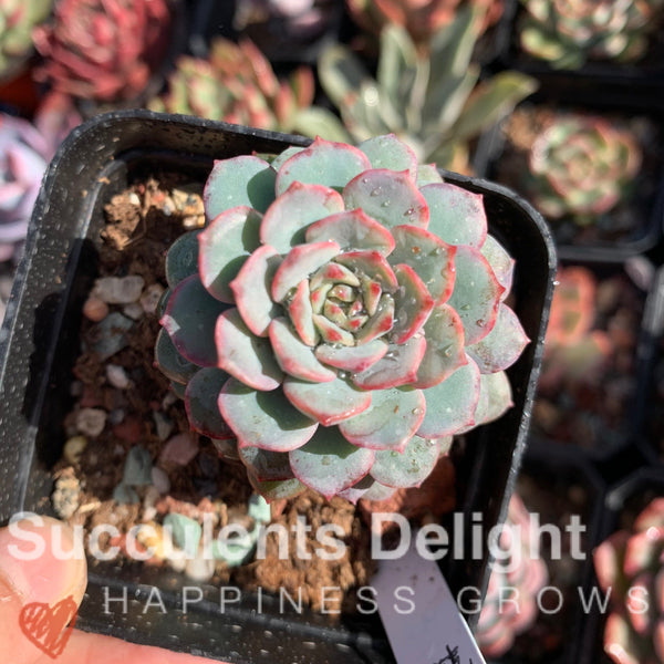 Echeveria Latte 拿铁