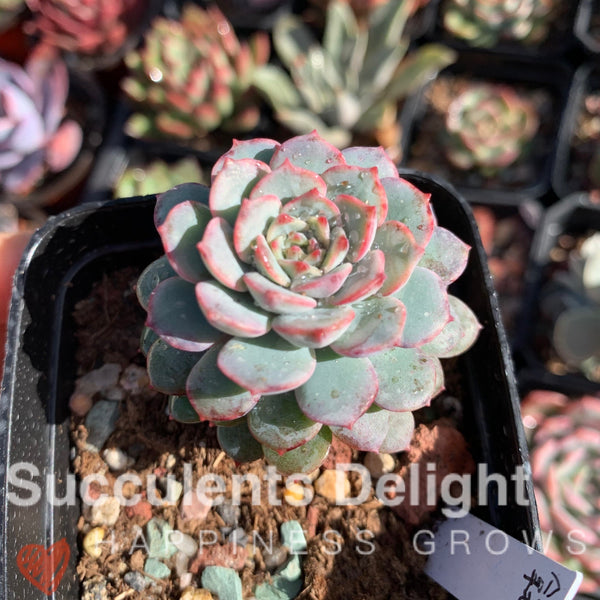 Echeveria Latte 拿铁