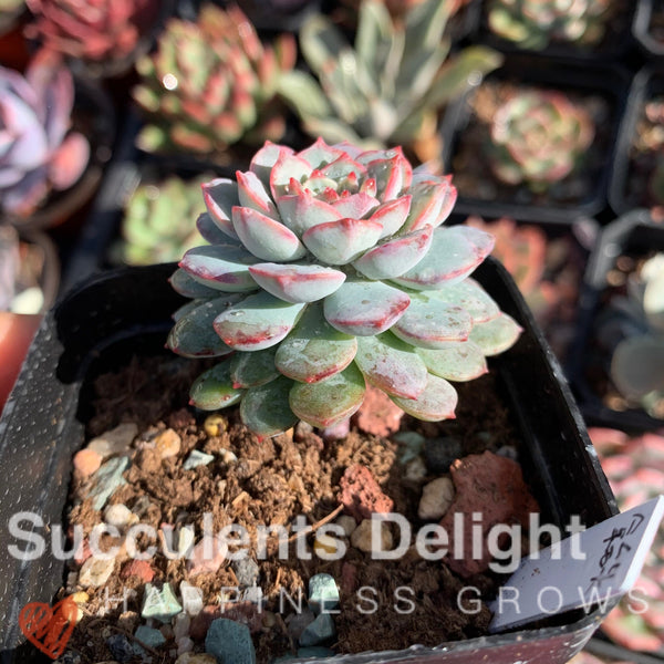 Echeveria Latte 拿铁