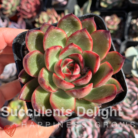 Echeveria Puli-lindsayana 保利安娜