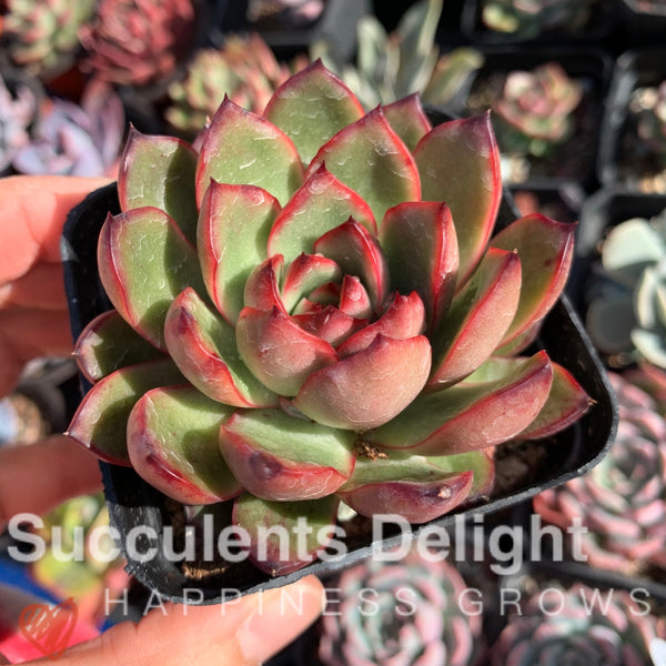 Echeveria Puli-lindsayana 保利安娜