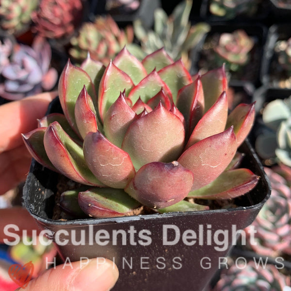 Echeveria Puli-lindsayana 保利安娜