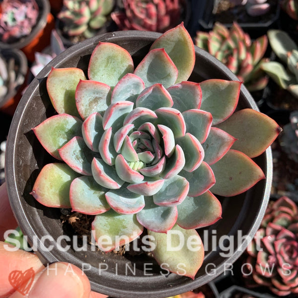 Echeveria Apus 雨燕座