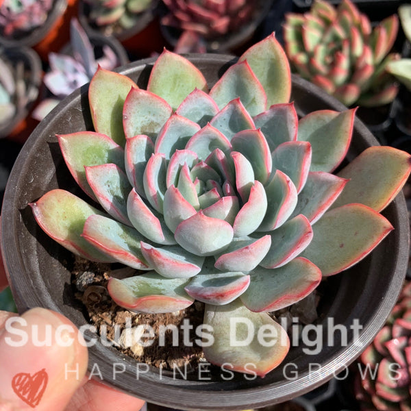 Echeveria Apus 雨燕座