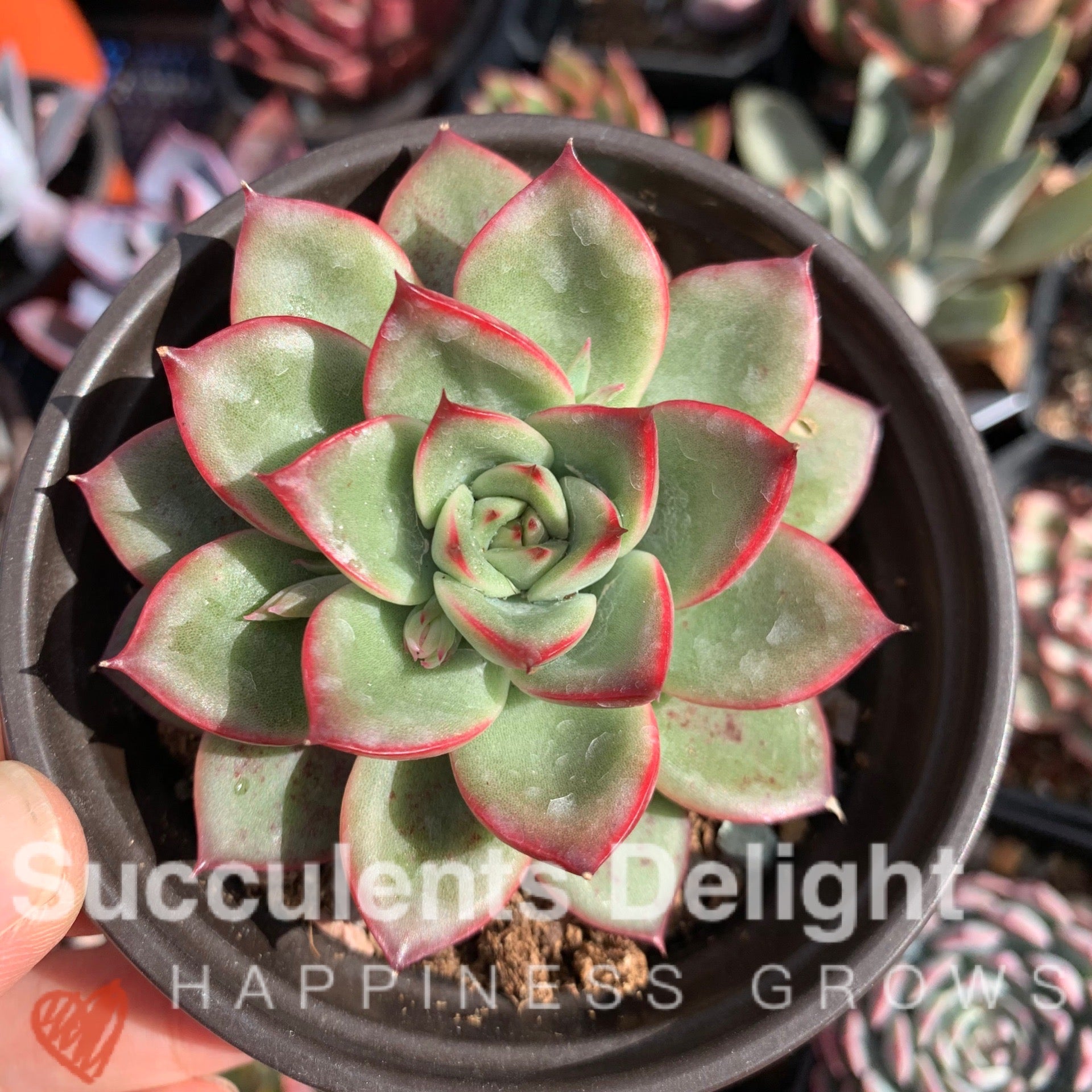 Echeveria Agavoides Lady's Finger 女士手指