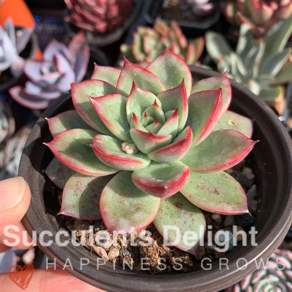 Echeveria Agavoides Lady's Finger 女士手指