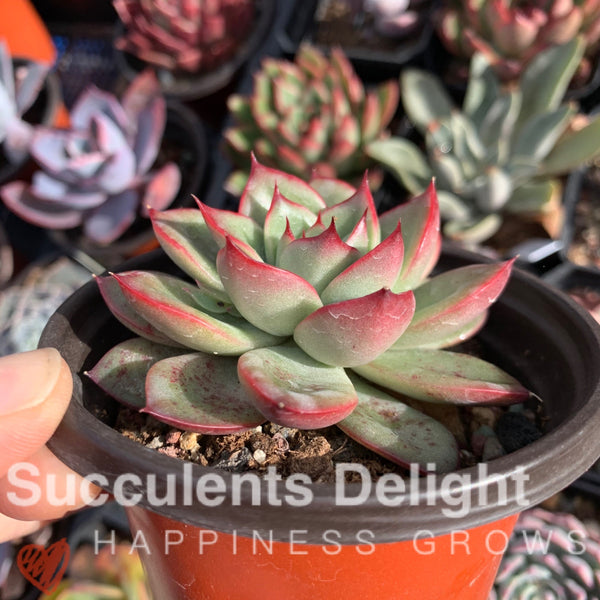 Echeveria Agavoides Lady's Finger 女士手指
