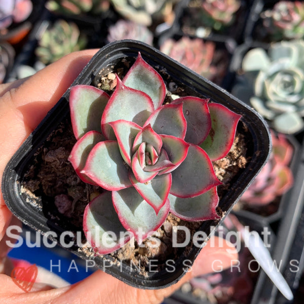Echeveria Moon Gad Vanish 月光月亮女神