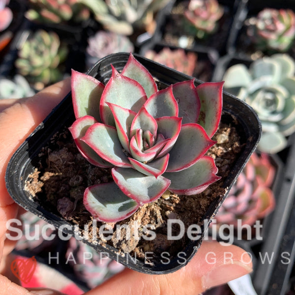Echeveria Moon Gad Vanish 月光月亮女神