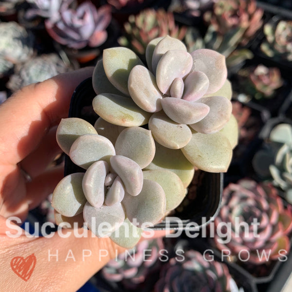 Graptopetalum Roma 三色诺玛