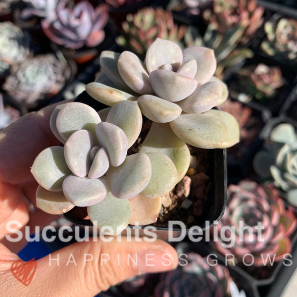 Graptopetalum Roma 三色诺玛