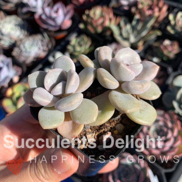 Graptopetalum Roma 三色诺玛