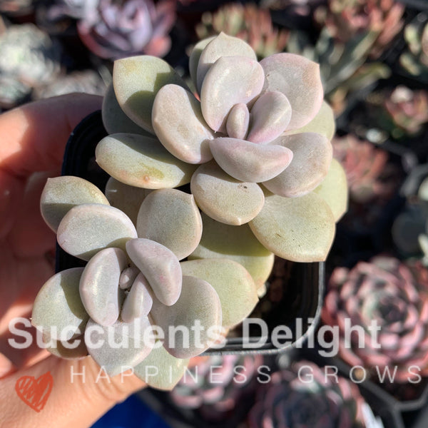 Graptopetalum Roma 三色诺玛