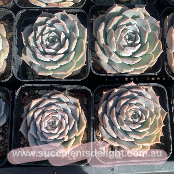 Echeveria Sarang 血斑爱神