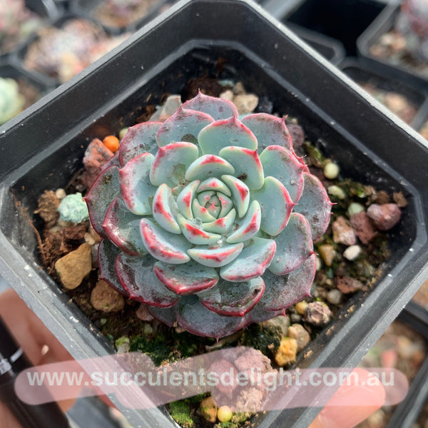 Echeveria Blue Minima 蓝姬莲
