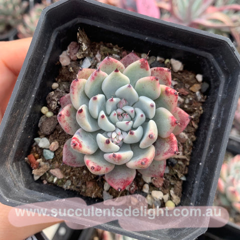 Echeveria Joyful