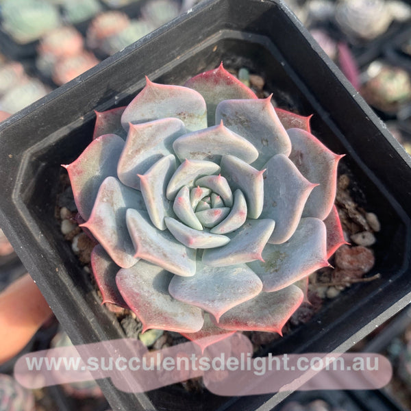 Echeveria Tornado 龙卷风