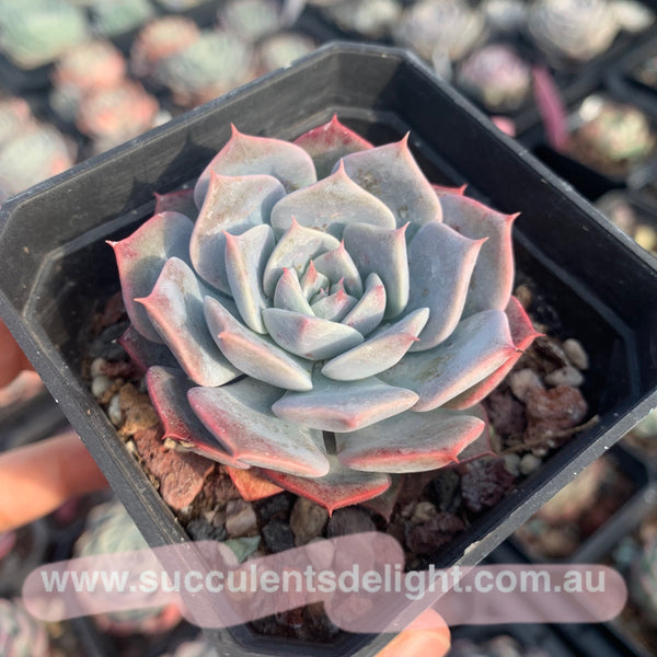 Echeveria Tornado 龙卷风