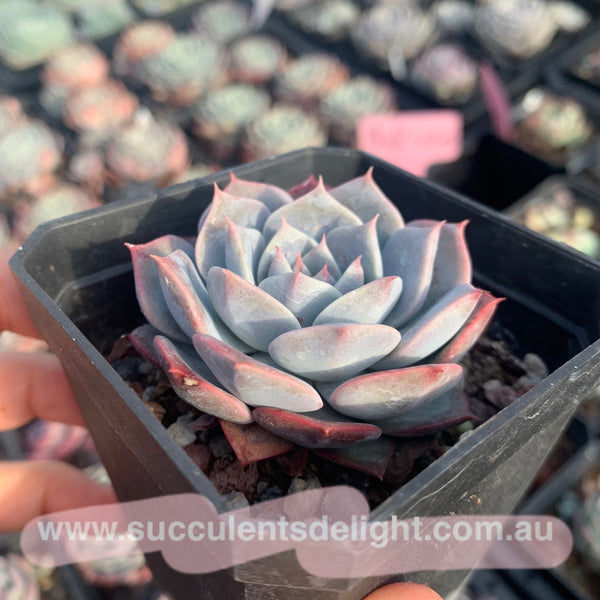 Echeveria Tornado 龙卷风