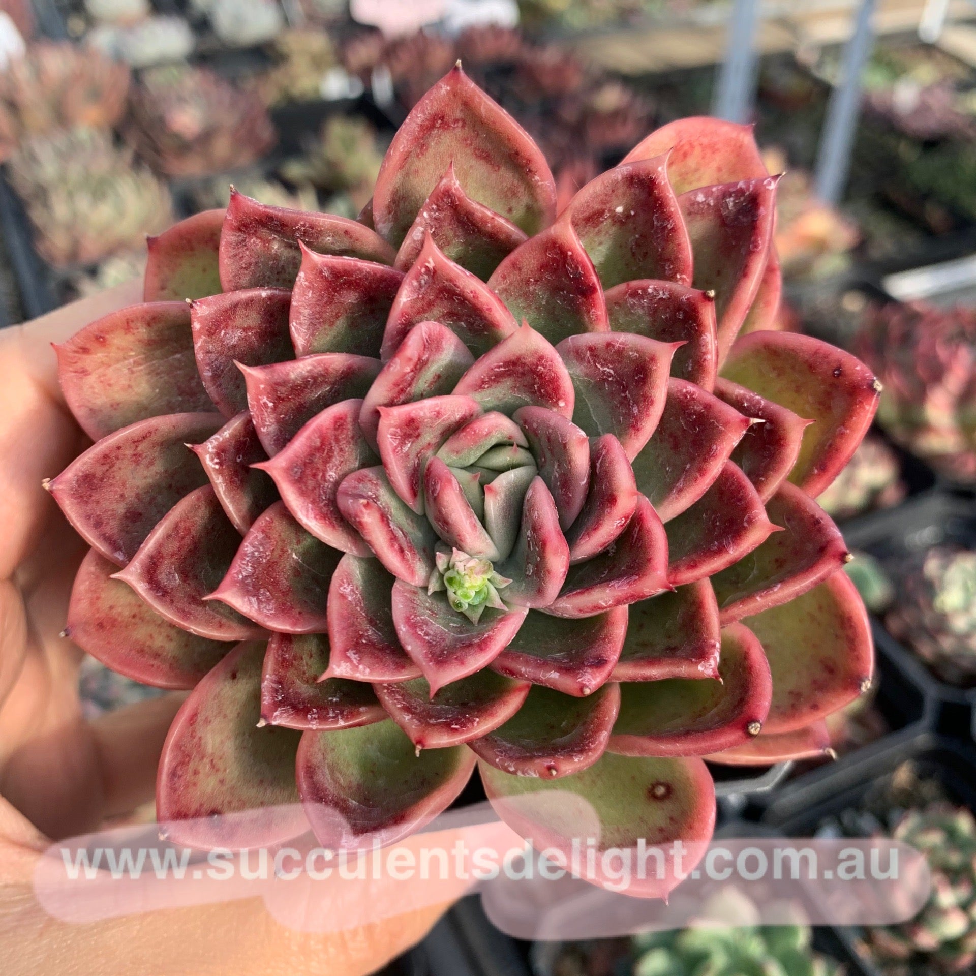 Echeveria Agavoides Fantasy Rainbow 魔幻彩虹