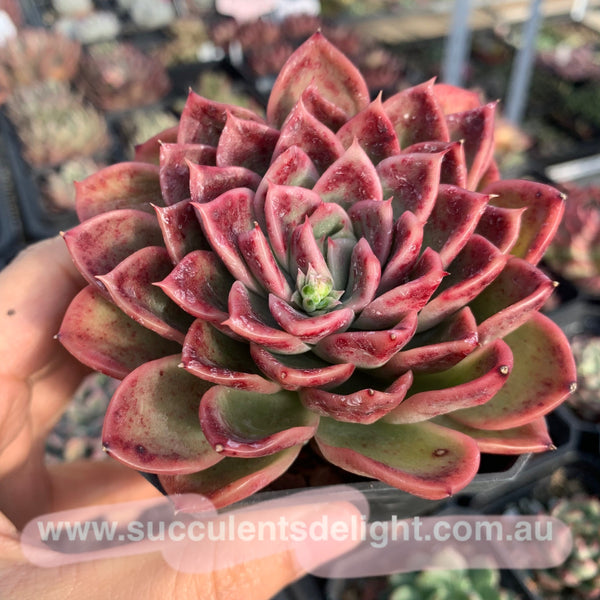 Echeveria Agavoides Fantasy Rainbow 魔幻彩虹