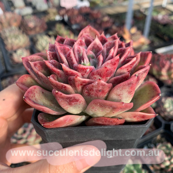 Echeveria Agavoides Fantasy Rainbow 魔幻彩虹