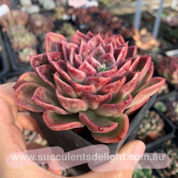 Echeveria Agavoides Fantasy Rainbow 魔幻彩虹