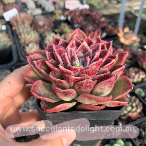 Echeveria Agavoides Fantasy Rainbow 魔幻彩虹