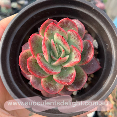 Echeveria agavoides Gilva (round leave form) 圆叶玉杯东云