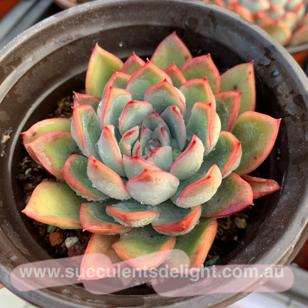 Echeveria Apus 雨燕座