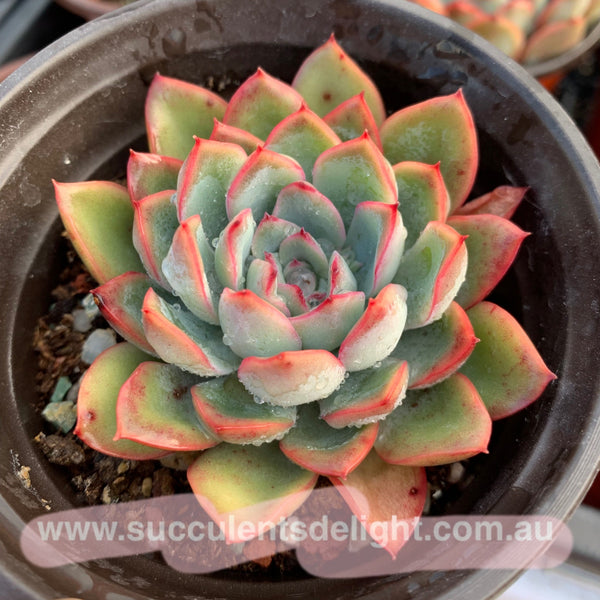 Echeveria Apus 雨燕座