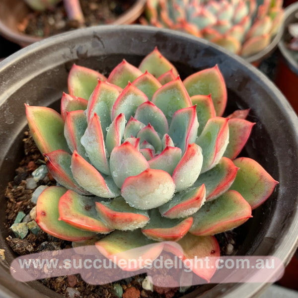 Echeveria Apus 雨燕座