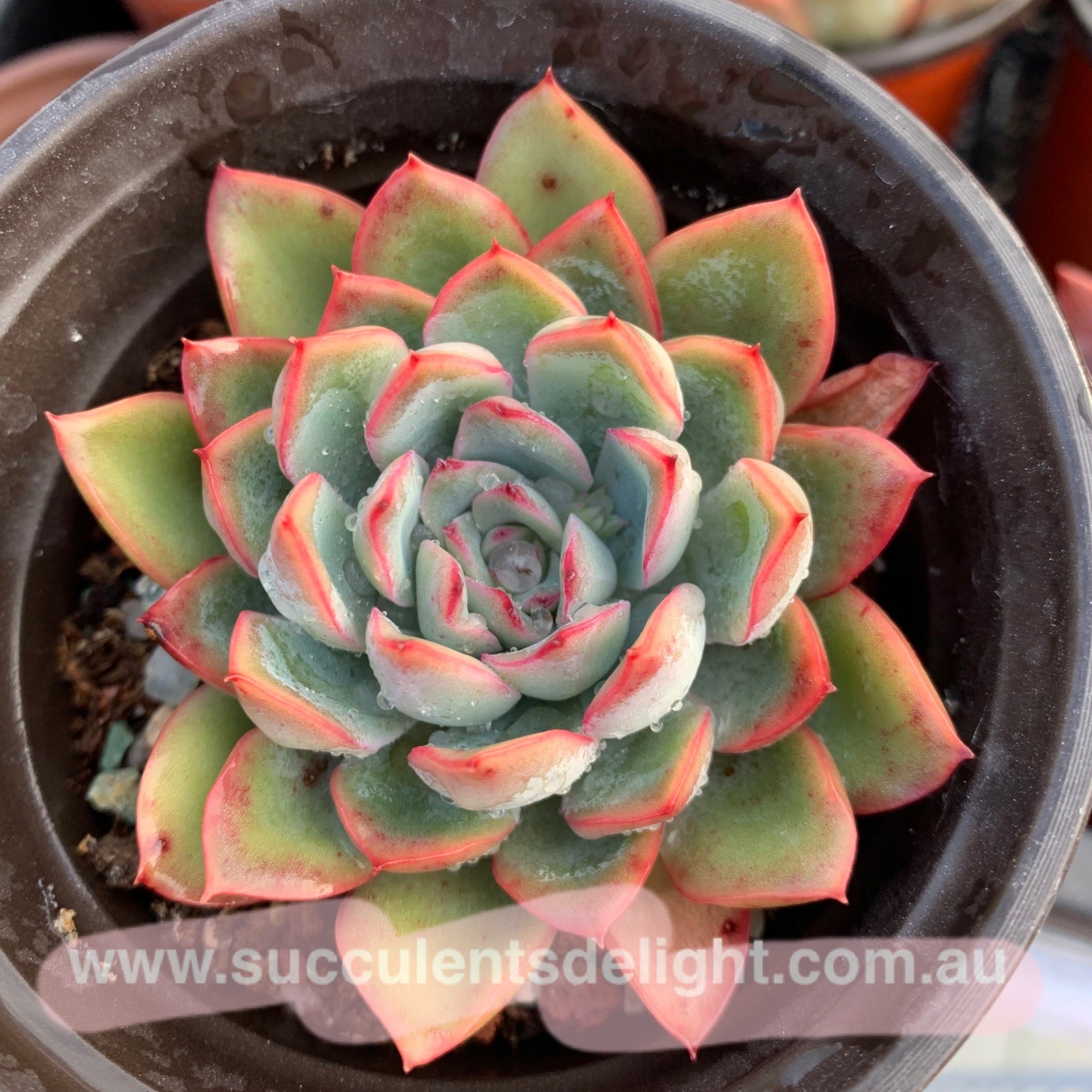 Echeveria Apus 雨燕座