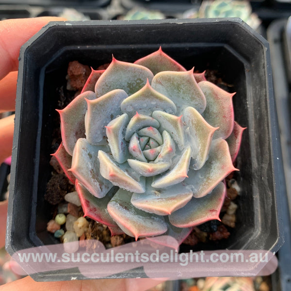 Echeveria Tornado 龙卷风