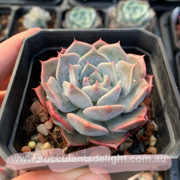 Echeveria Tornado 龙卷风