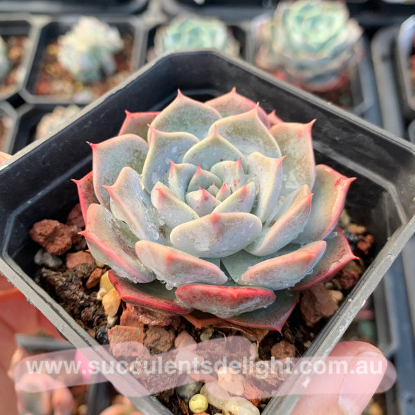Echeveria Tornado 龙卷风