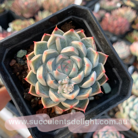 Echeveria Haydo 海杜