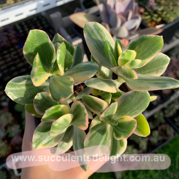 Crassula argentea Tricolor Jade 三色花月錦