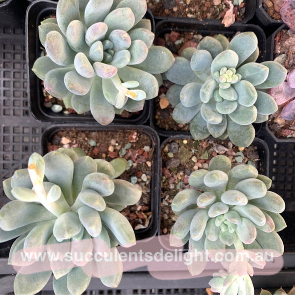 Pachyveria Clavifolia 灯美人
