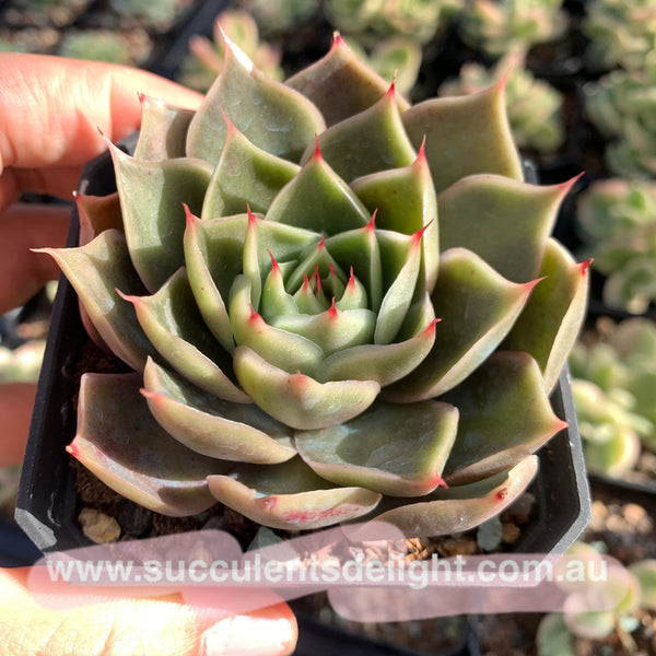 Echeveria Wonderful Wizard 绿野仙踪 Succulent Delight new hybrid