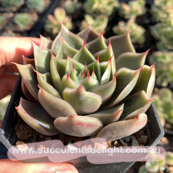 Echeveria Wonderful Wizard 绿野仙踪 Succulent Delight new hybrid