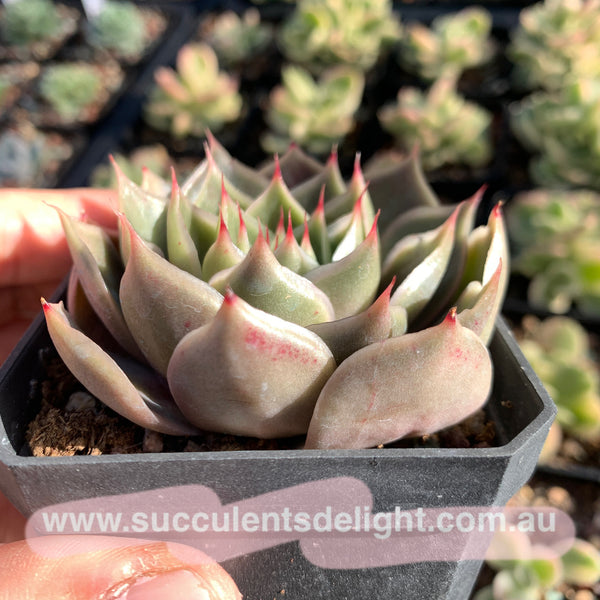 Echeveria Wonderful Wizard 绿野仙踪 Succulent Delight new hybrid