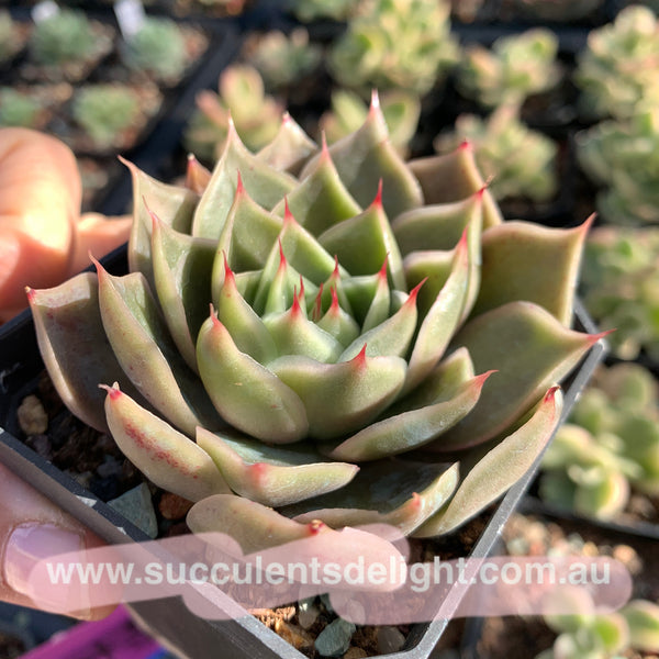 Echeveria Wonderful Wizard 绿野仙踪 Succulent Delight new hybrid