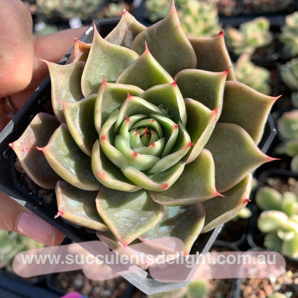 Echeveria Wonderful Wizard 绿野仙踪 Succulent Delight new hybrid