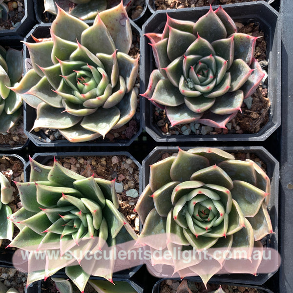 Echeveria Wonderful Wizard 绿野仙踪 Succulent Delight new hybrid