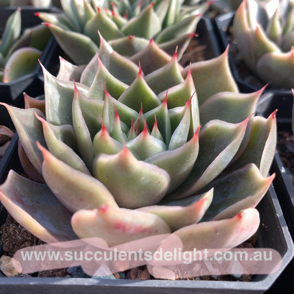 Echeveria Wonderful Wizard 绿野仙踪 Succulent Delight new hybrid