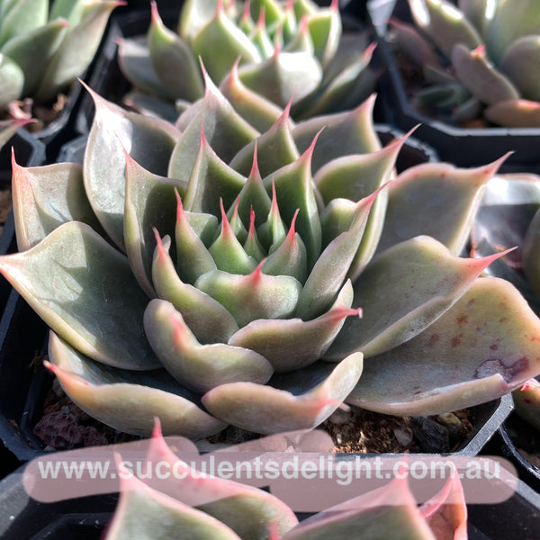 Echeveria Wonderful Wizard 绿野仙踪 Succulent Delight new hybrid